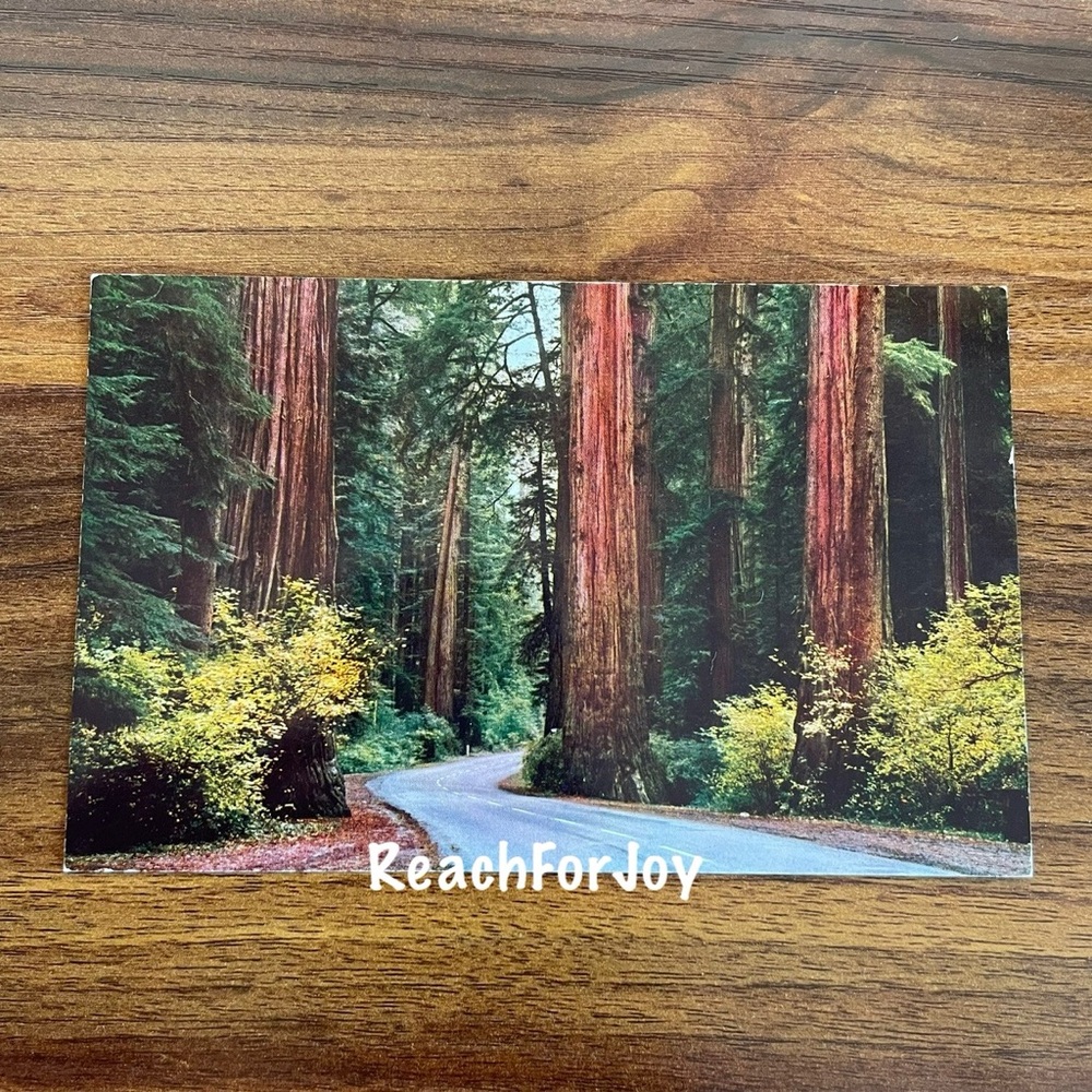 Vintage Postcard Lot 1950s California Giant Redwoods Sequoia Sempervirens Avenue - Picture 2 of 9